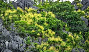 Ha Long Bay's Ancient Cliffs Bloom in Spectacular July Natural Phenomenon - image 2