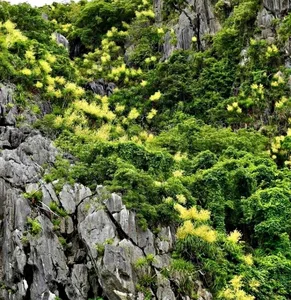 Ha Long Bay's Ancient Cliffs Bloom in Spectacular July Natural Phenomenon - image 5
