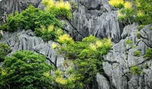 Ha Long Bay's Ancient Cliffs Bloom in Spectacular July Natural Phenomenon - image 8