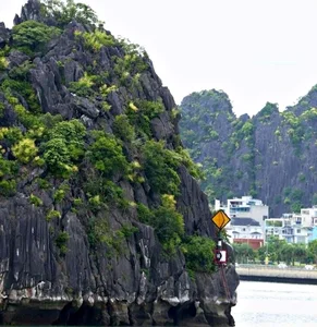 Ha Long Bay's Ancient Cliffs Bloom in Spectacular July Natural Phenomenon - image 0