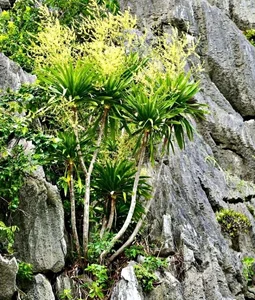 Ha Long Bay's Ancient Cliffs Bloom in Spectacular July Natural Phenomenon - image 9