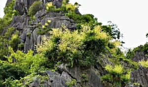 Ha Long Bay's Ancient Cliffs Bloom in Spectacular July Natural Phenomenon - image 7