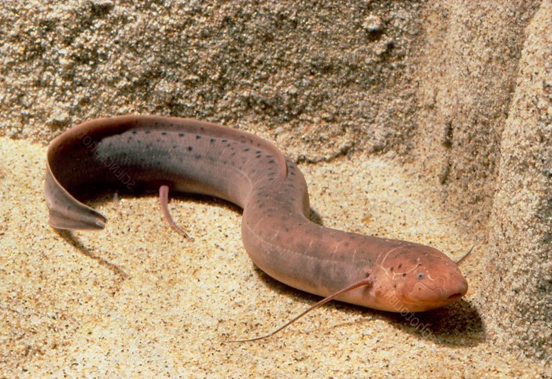 The Incredible Lungfish: Surviving Five Years Underground Without Water
