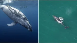 Rare Gray Whale Spotted Near Massachusetts After 200 Years of Regional Extinction - image 2