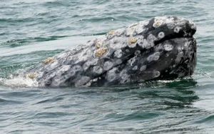 Rare Gray Whale Spotted Near Massachusetts After 200 Years of Regional Extinction - image 3