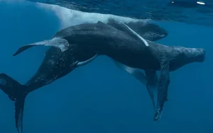 Rare Gray Whale Spotted Near Massachusetts After 200 Years of Regional Extinction - image 0