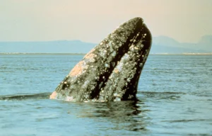 Rare Gray Whale Spotted Near Massachusetts After 200 Years of Regional Extinction - image 1