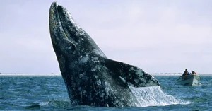 Rare Gray Whale Spotted Near Massachusetts After 200 Years of Regional Extinction - image 4