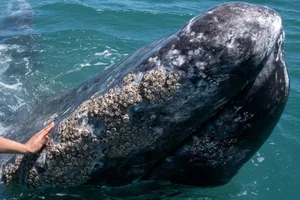 Rare Gray Whale Spotted Near Massachusetts After 200 Years of Regional Extinction - image 7
