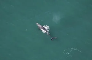 Rare Gray Whale Spotted Near Massachusetts After 200 Years of Regional Extinction - image 6