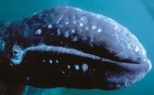 Rare Gray Whale Spotted Near Massachusetts After 200 Years of Regional Extinction - image 5