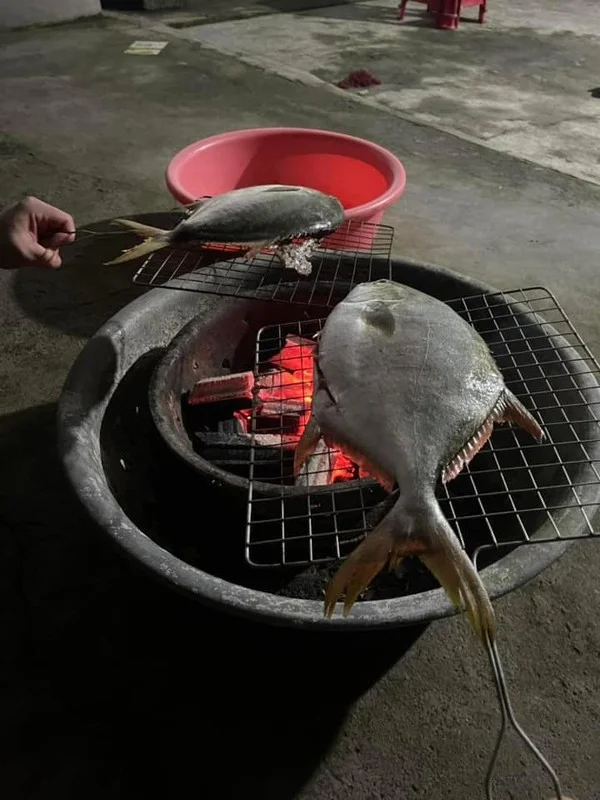 Thousands of Fish Wash Ashore in Quang Ninh After Typhoon Yagi