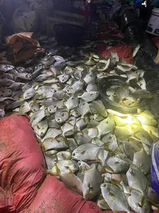 Thousands of Fish Wash Ashore in Quang Ninh After Typhoon Yagi - image 1