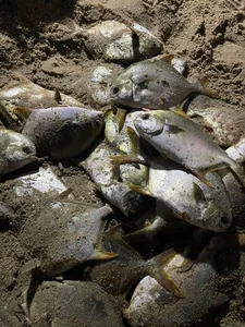 Thousands of Fish Wash Ashore in Quang Ninh After Typhoon Yagi - image 4