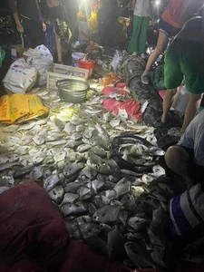 Thousands of Fish Wash Ashore in Quang Ninh After Typhoon Yagi - image 7
