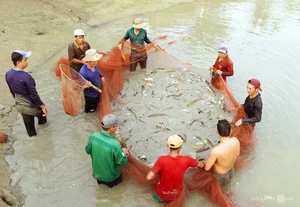 Eel Farming Success: How Mekong Delta Farmers Earn Millions Annually - image 4