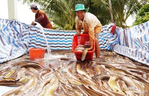 Eel Farming Success: How Mekong Delta Farmers Earn Millions Annually - image 3