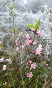 Chasing Ice and Frost in Northern Vietnam: A Winter Guide to Binh Lieu and Lang Son - image 5