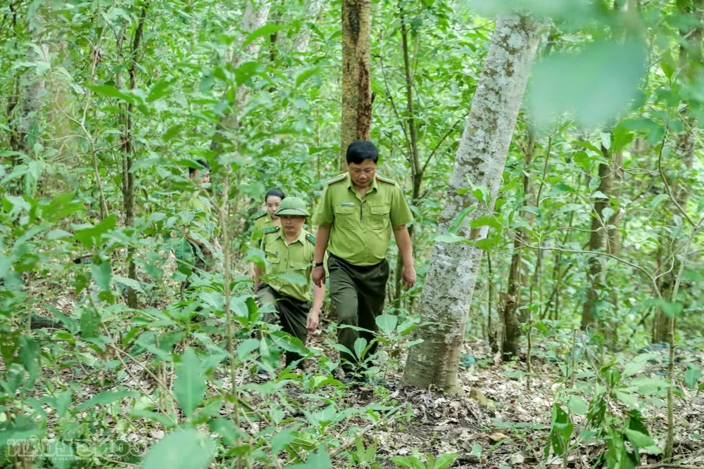 Battling the 'Fire Devils': Protecting Our Vital Border Forests from Destruction