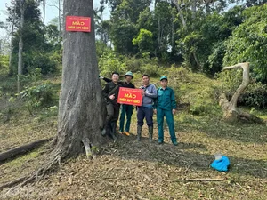 Battling the 'Fire Devils': Protecting Our Vital Border Forests from Destruction - image 2