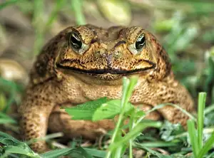 Unraveling the Terror: The Giant Cane Toad - World's Most Dangerous Invasive Species. - image 6