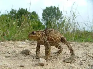 Unraveling the Terror: The Giant Cane Toad - World's Most Dangerous Invasive Species. - image 7