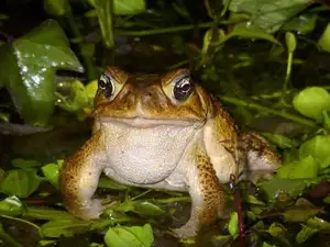 Unraveling the Terror: The Giant Cane Toad - World's Most Dangerous Invasive Species. - image 3