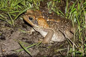 Unraveling the Terror: The Giant Cane Toad - World's Most Dangerous Invasive Species. - image 5