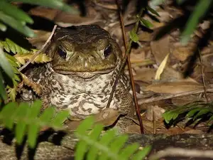Unraveling the Terror: The Giant Cane Toad - World's Most Dangerous Invasive Species. - image 1