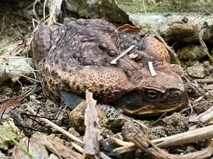 Unraveling the Terror: The Giant Cane Toad - World's Most Dangerous Invasive Species. - image 2