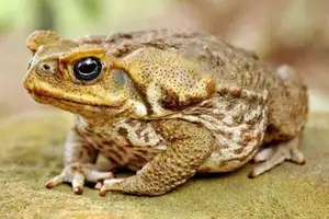 Unraveling the Terror: The Giant Cane Toad - World's Most Dangerous Invasive Species. - image 4