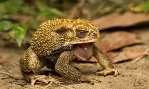 Unraveling the Terror: The Giant Cane Toad - World's Most Dangerous Invasive Species. - image 8