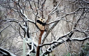 Resilience Amidst the Chill: Chinese Citizens Battle Record-Breaking Cold Wave - image 7