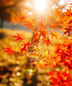 Experiencing Autumn in Japan: A Breathtaking Guide to the Season of Red and Gold Leaves - image 4