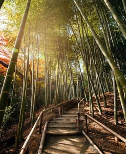 Experiencing Autumn in Japan: A Breathtaking Guide to the Season of Red and Gold Leaves - image 2