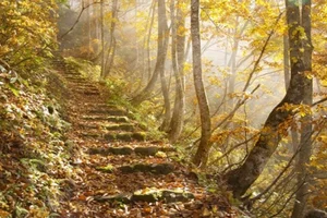 Experiencing Autumn in Japan: A Breathtaking Guide to the Season of Red and Gold Leaves - image 0