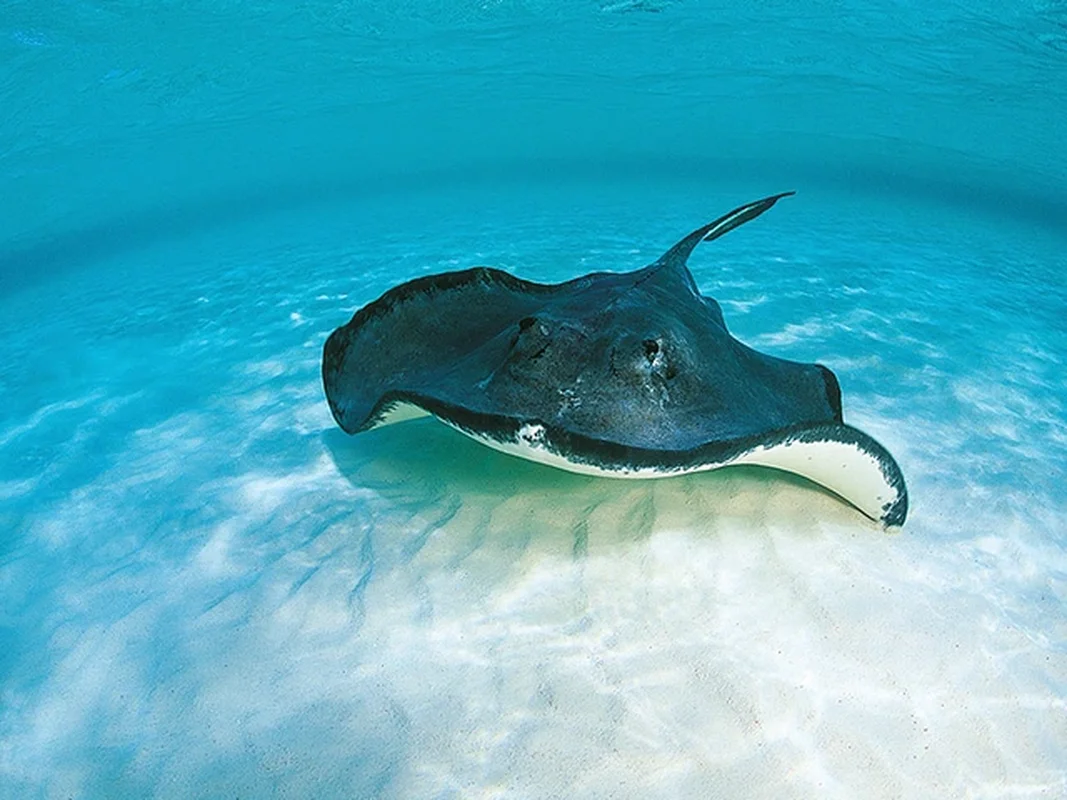 Brave 8-Year-Old George Interacts with Giant 3-Meter Stingray