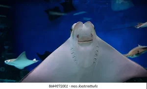 Brave 8-Year-Old George Interacts with Giant 3-Meter Stingray - image 2