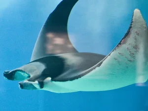 Brave 8-Year-Old George Interacts with Giant 3-Meter Stingray - image 3