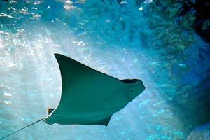 Brave 8-Year-Old George Interacts with Giant 3-Meter Stingray - image 7