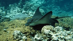 Brave 8-Year-Old George Interacts with Giant 3-Meter Stingray - image 4