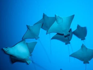 Brave 8-Year-Old George Interacts with Giant 3-Meter Stingray - image 6