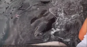 Brave 8-Year-Old George Interacts with Giant 3-Meter Stingray - image 1