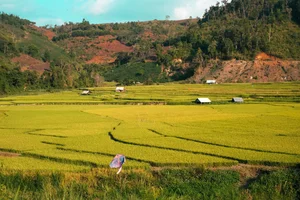 Exploring the Golden Rice Fields of Kon Tu Rang in Central Highlands - image 12