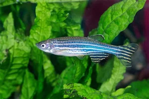 Top động vật tái sinh siêu phàm, sống khỏe trong không gian - image 8