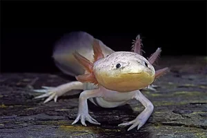 Top động vật tái sinh siêu phàm, sống khỏe trong không gian - image 12