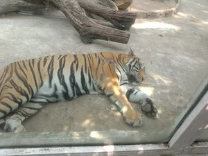 Adorable Animals Sleep Soundly to Beat the Heat at Saigon Zoo - image 8