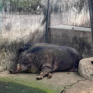 Adorable Animals Sleep Soundly to Beat the Heat at Saigon Zoo - image 3