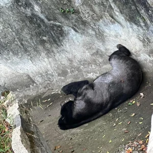 Adorable Animals Sleep Soundly to Beat the Heat at Saigon Zoo - image 6