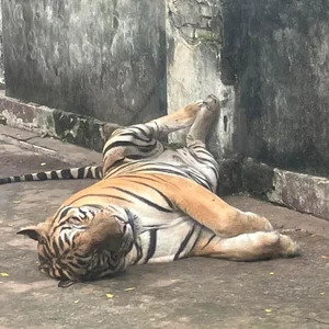 Adorable Animals Sleep Soundly to Beat the Heat at Saigon Zoo - image 1